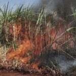 Homem é detido após provocar incêndio em plantação de cana em Castilho/SP