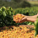 Para onde vão os cafés mais premiados do Brasil, que custam até mais de R$ 1 mil o quilo