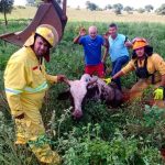 Após 11 horas de agonia, vaca que caiu em buraco é localizada e resgatada pela Brigada de Castilho (SP)