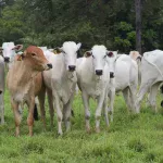 Onda de frio: mortes de vacas e bois são investigadas e alerta é emitido a pecuaristas de MS