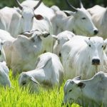 União Europeia oficializa veto às carnes do Brasil a partir de setembro