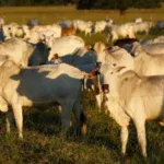Com cota chinesa, preço da carne sofrerá alterações no Brasil