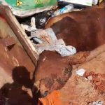 Descarte irregular de bezerro em caçamba pública causa indignação na zona rural de Castilho